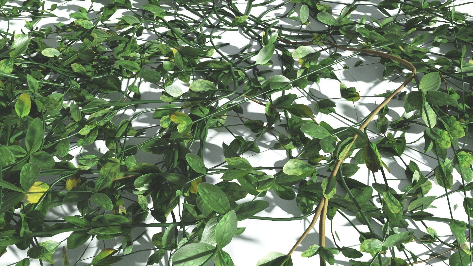 EVERYPlant Beach Morning Glory 3 --14 Models-- 3D model_16