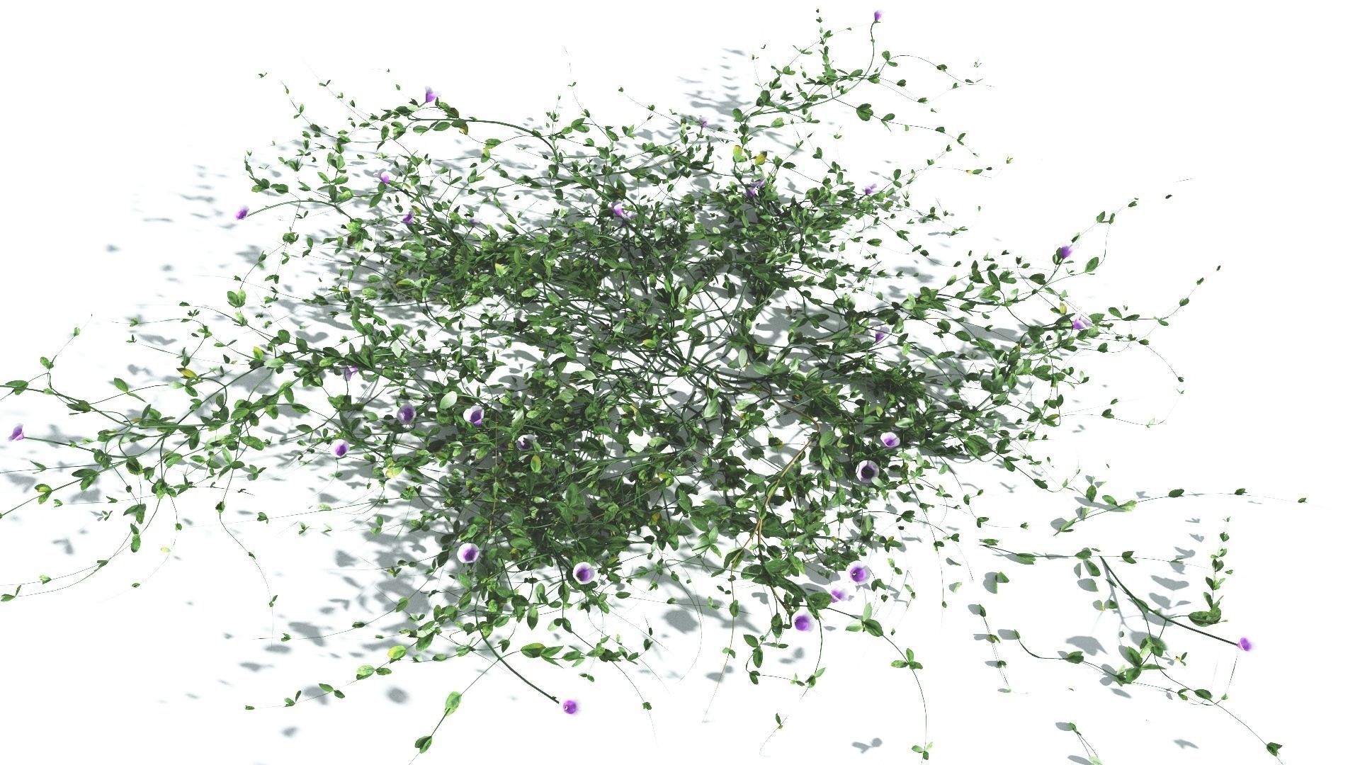 EVERYPlant Beach Morning Glory 3 --14 Models-- 3D model_5