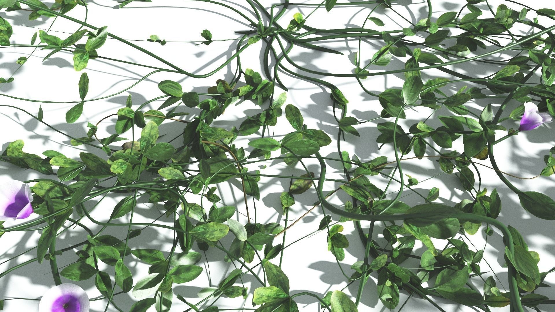 EVERYPlant Beach Morning Glory 3 --14 Models-- 3D model_26