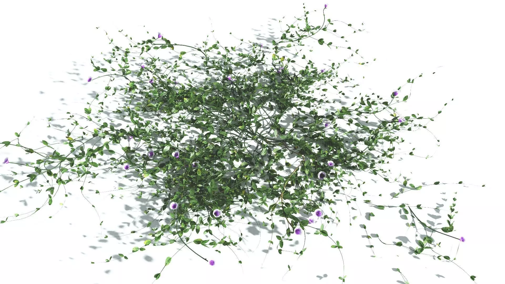 EVERYPlant Beach Morning Glory 3 --14 Models-- 3D model_0