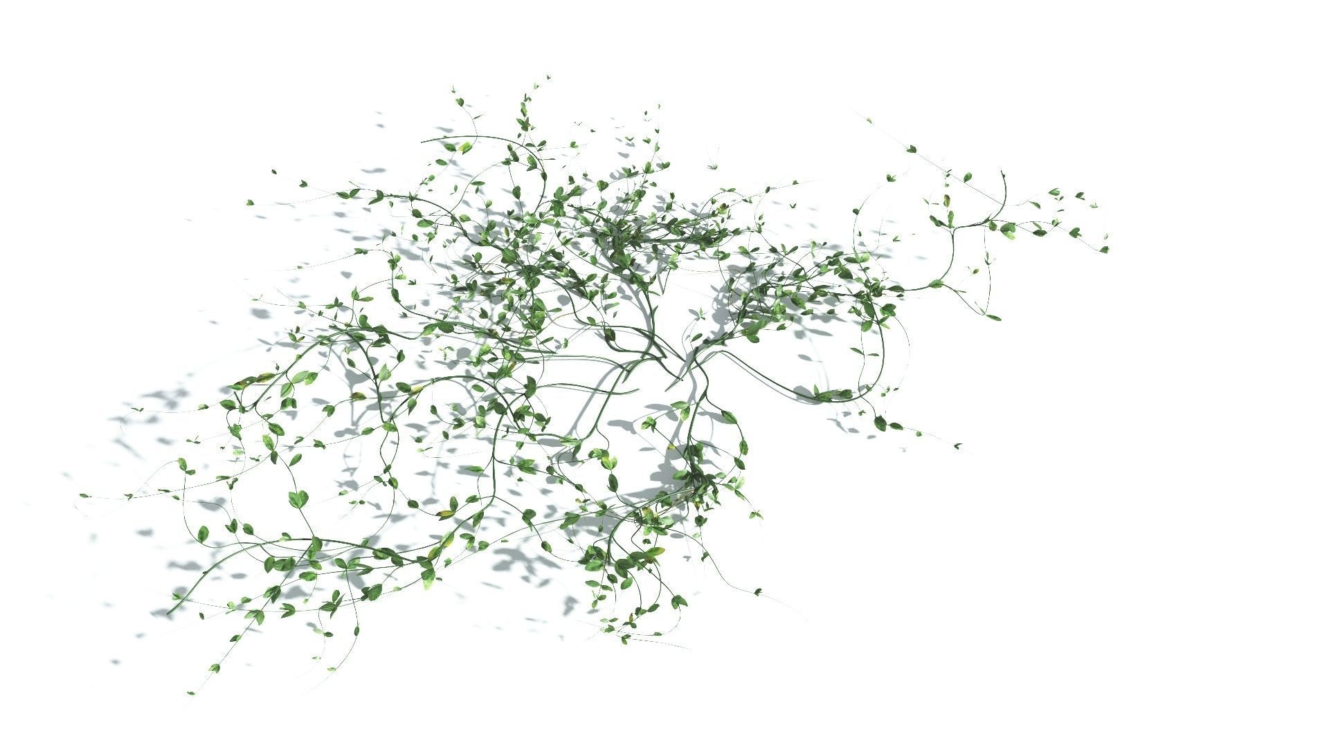 EVERYPlant Beach Morning Glory 3 --14 Models-- 3D model_19