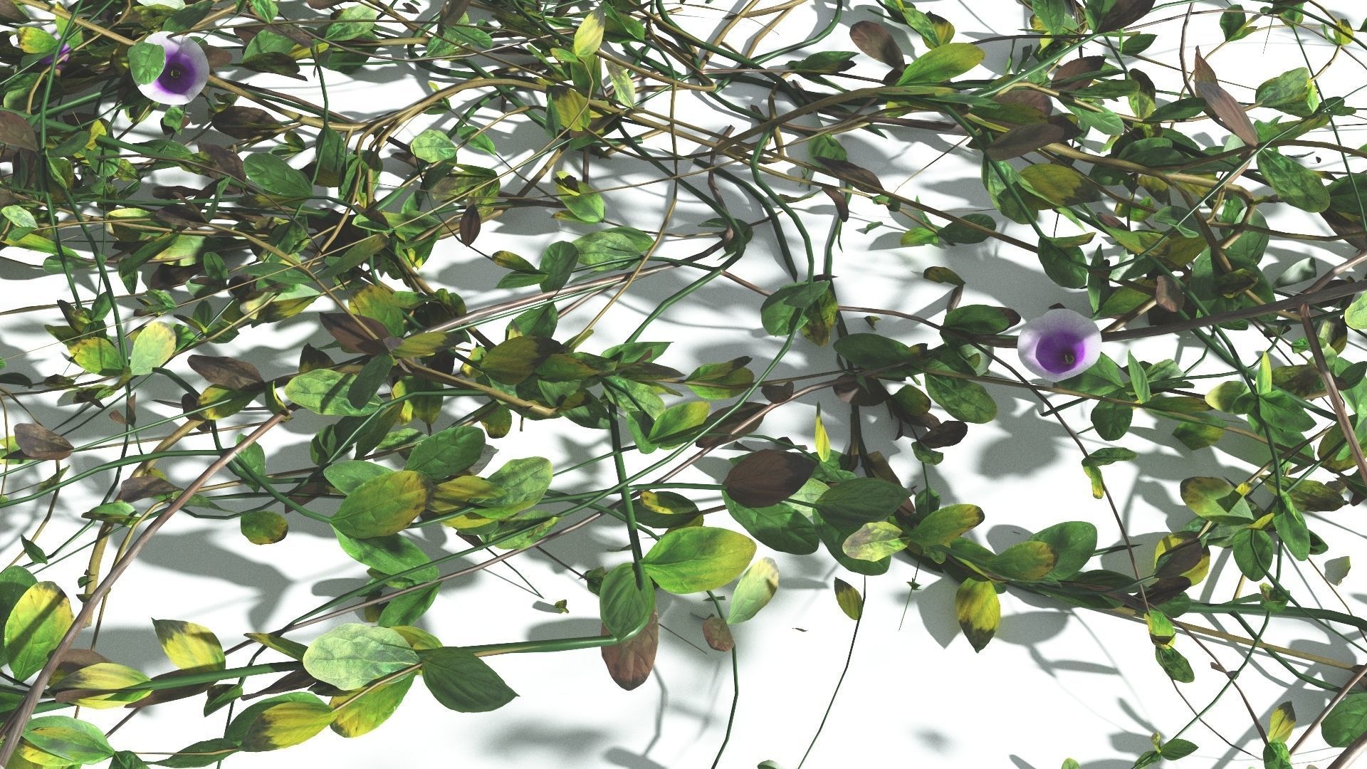 EVERYPlant Beach Morning Glory 3 --14 Models-- 3D model_10