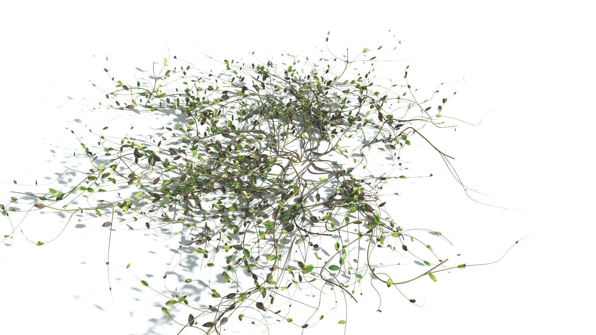 EVERYPlant Beach Morning Glory 3 --14 Models-- 3D model_11