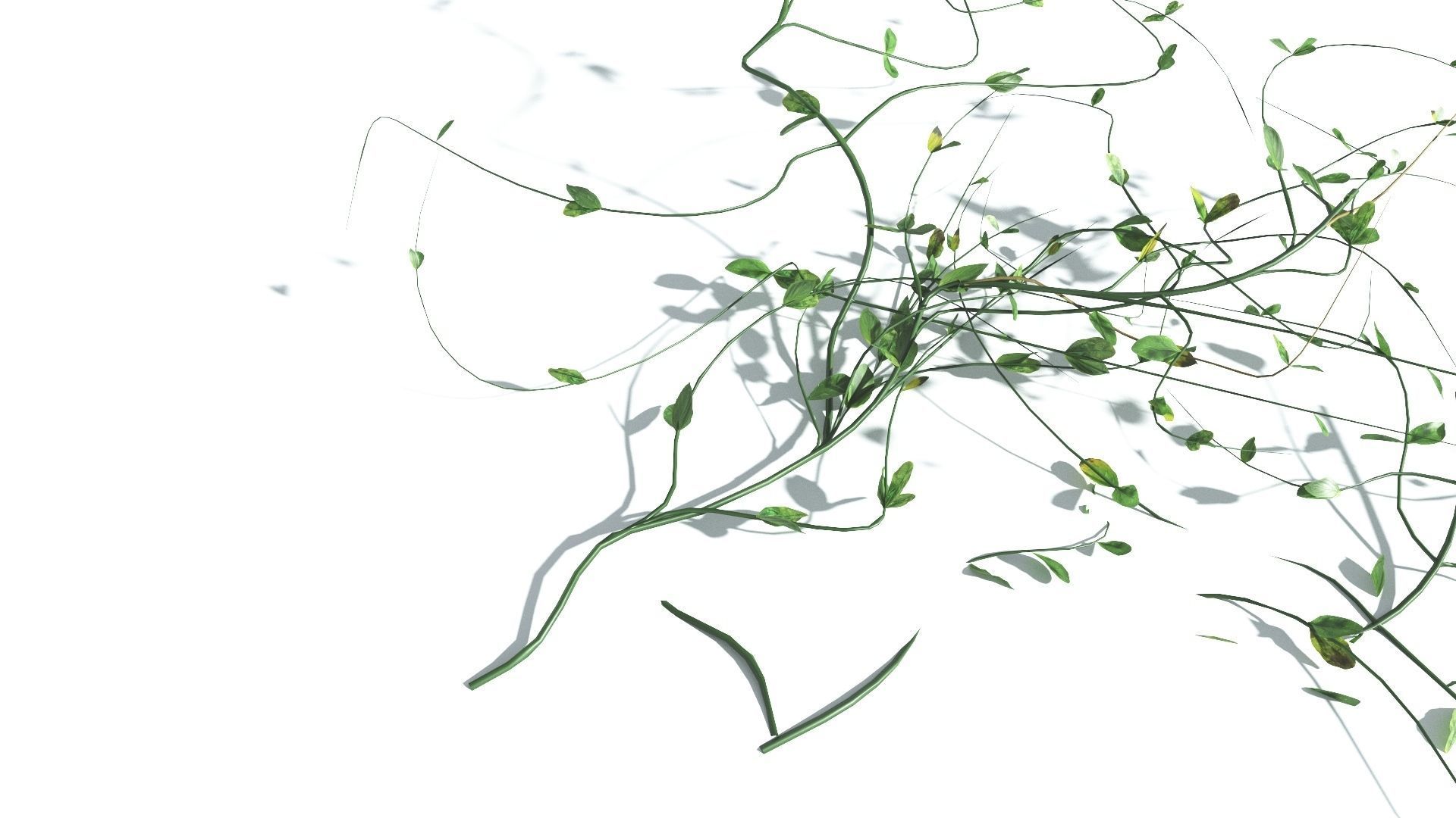 EVERYPlant Beach Morning Glory 3 --14 Models-- 3D model_22