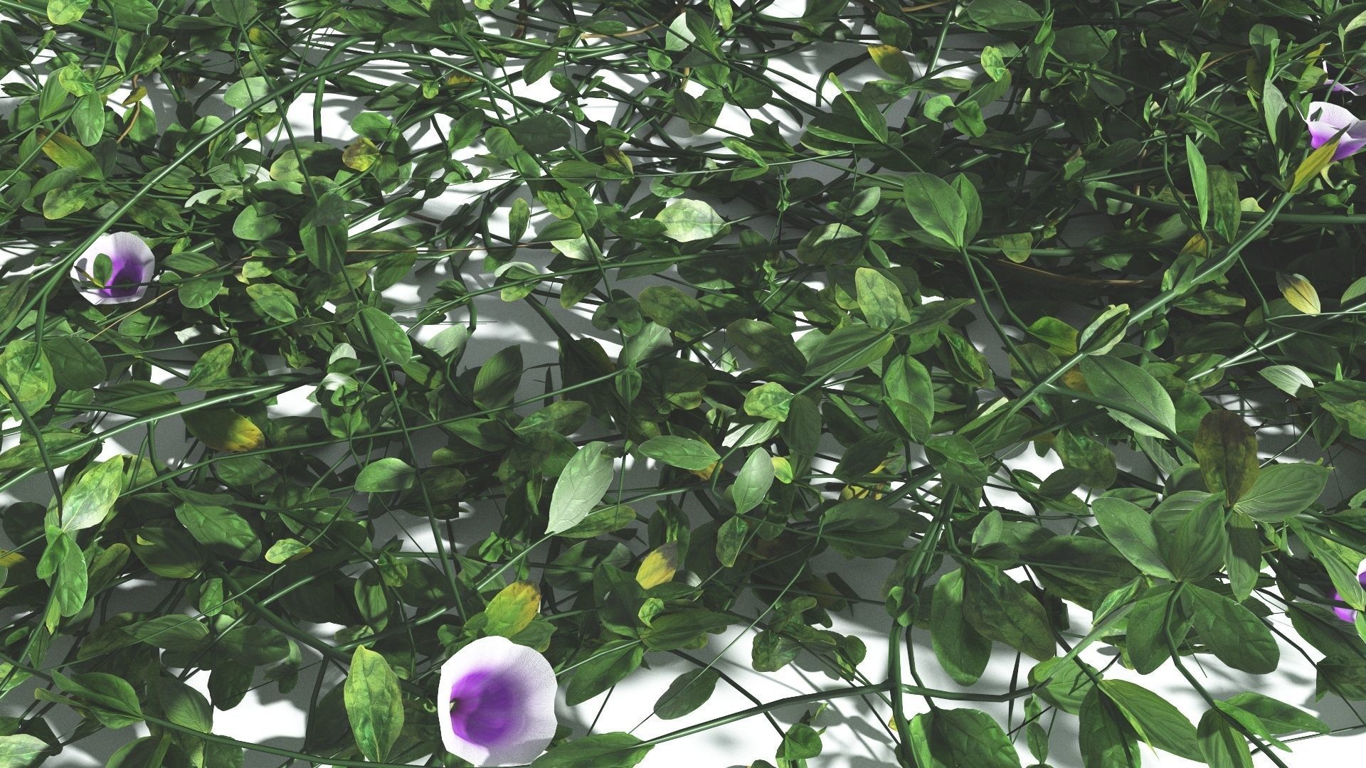 EVERYPlant Beach Morning Glory 3 --14 Models-- 3D model_28