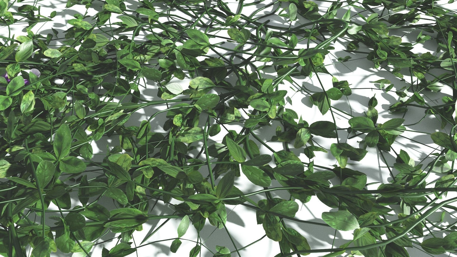 EVERYPlant Beach Morning Glory 3 --14 Models-- 3D model_8