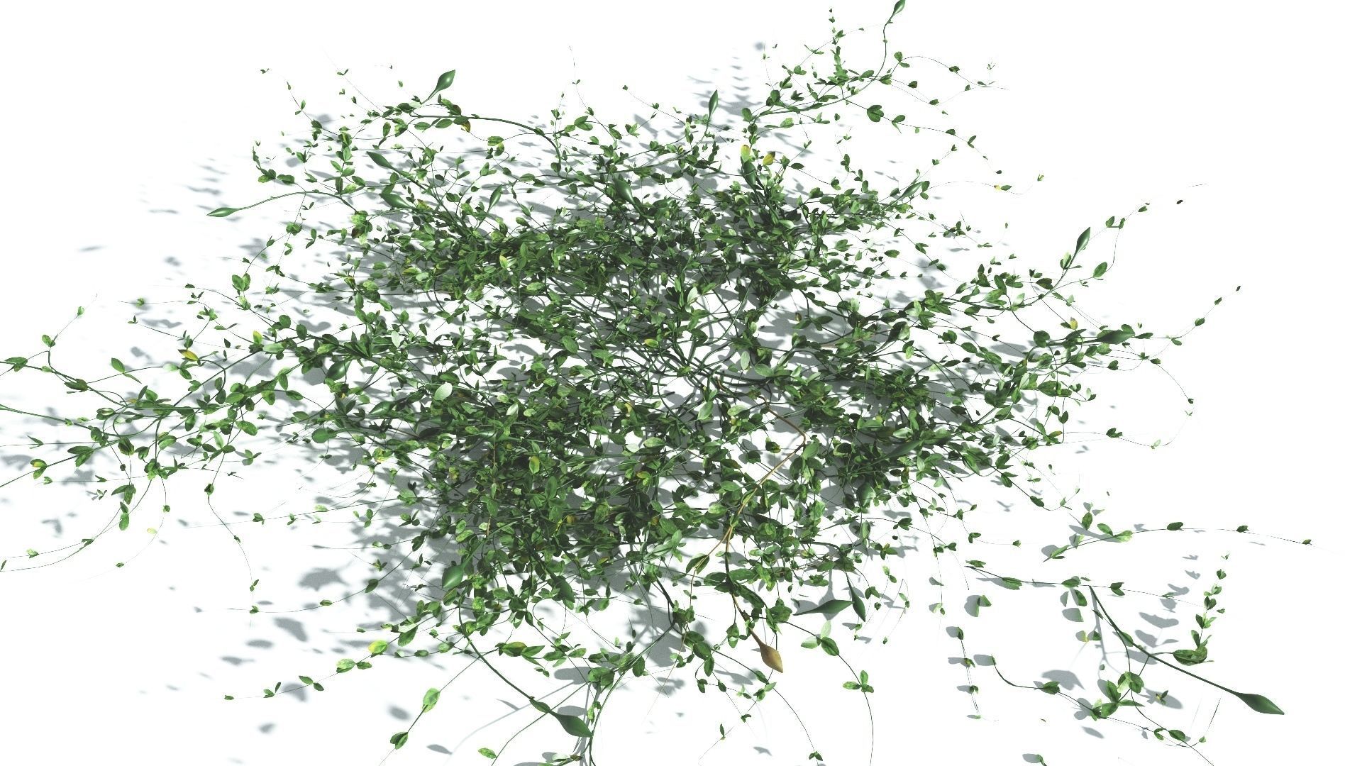 EVERYPlant Beach Morning Glory 3 --14 Models-- 3D model_15