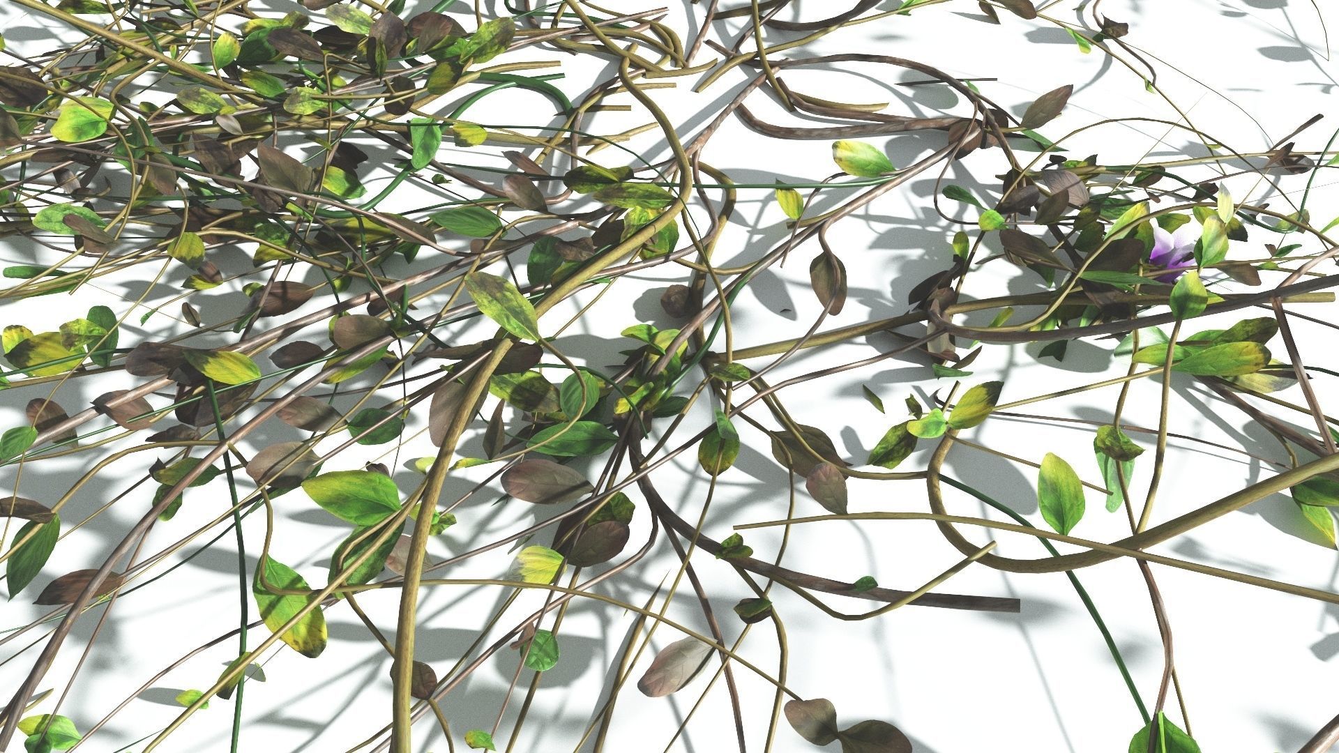 EVERYPlant Beach Morning Glory 3 --14 Models-- 3D model_12