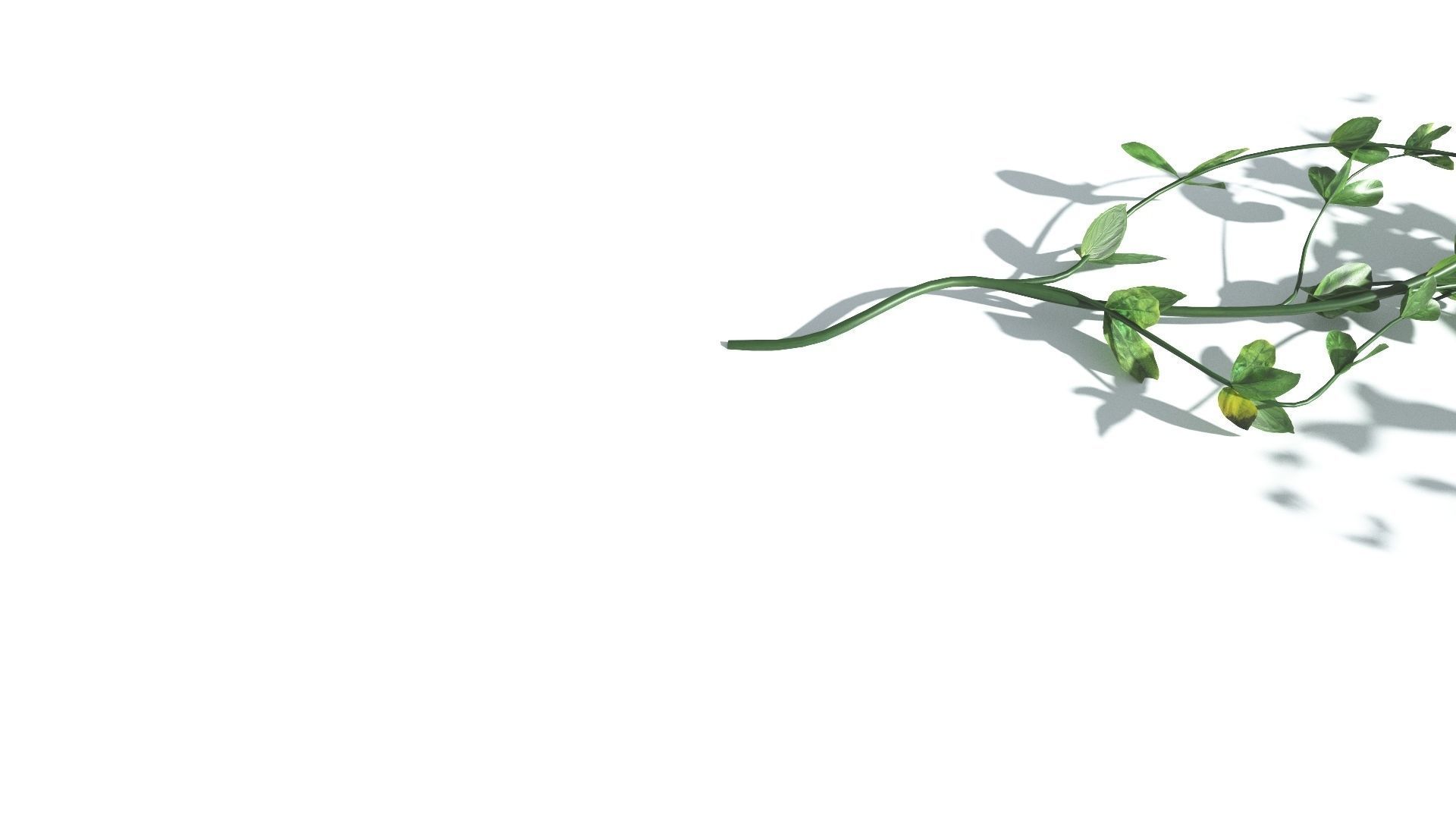 EVERYPlant Beach Morning Glory 3 --14 Models-- 3D model_24