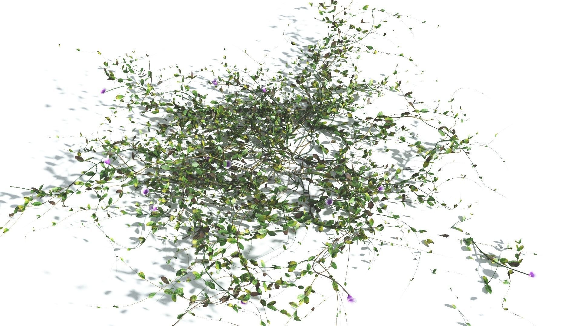 EVERYPlant Beach Morning Glory 3 --14 Models-- 3D model_9