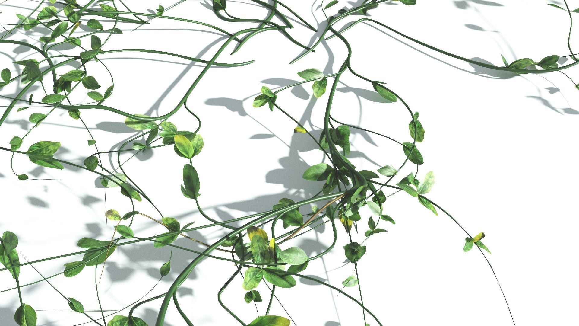 EVERYPlant Beach Morning Glory 3 --14 Models-- 3D model_20