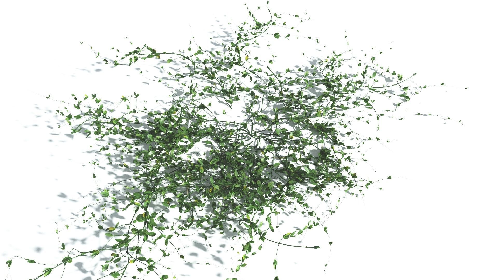 EVERYPlant Beach Morning Glory 3 --14 Models-- 3D model_17