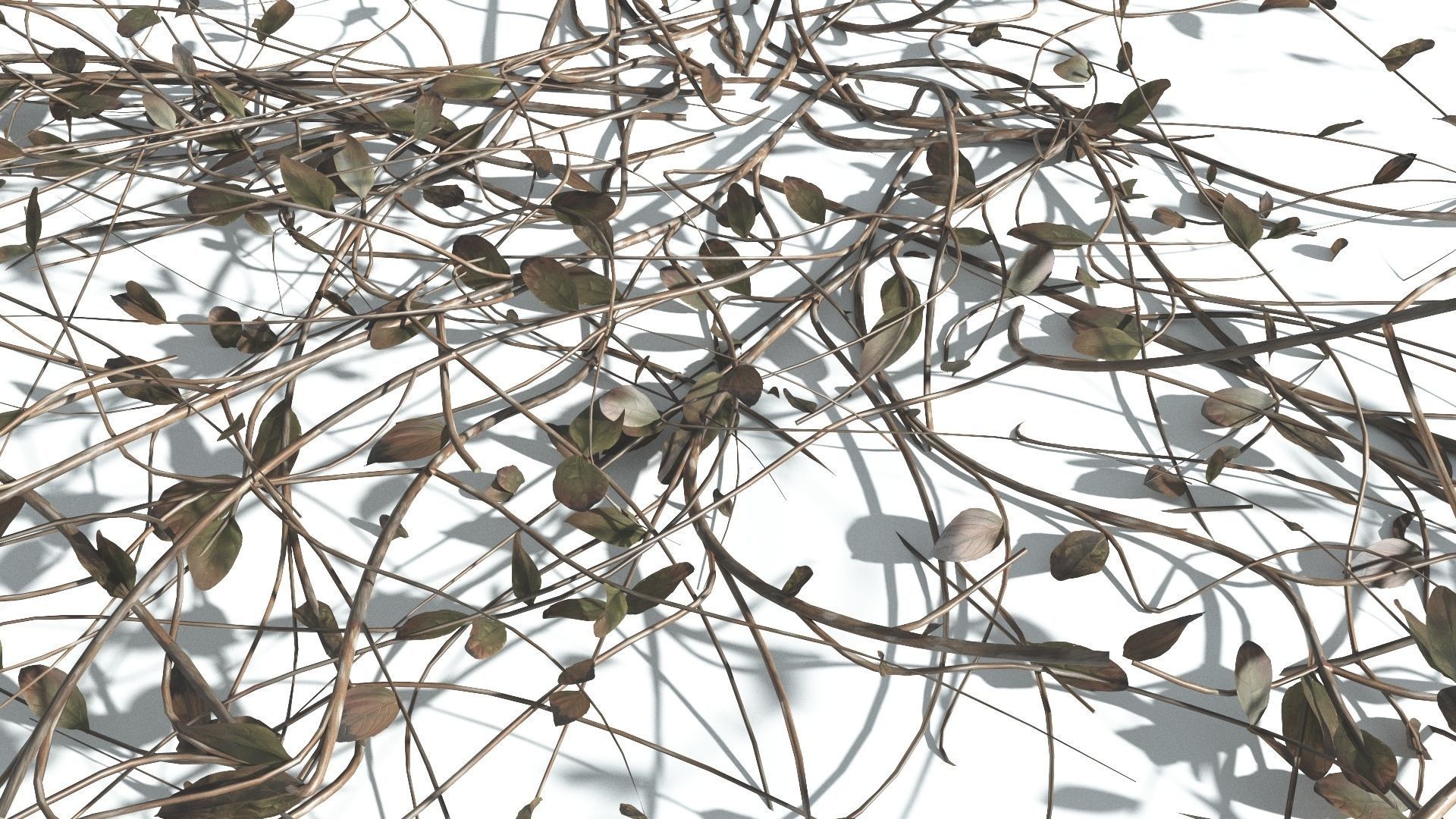 EVERYPlant Beach Morning Glory 3 --14 Models-- 3D model_14