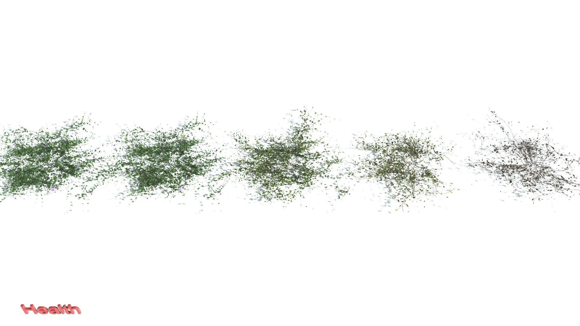 EVERYPlant Beach Morning Glory 3 --14 Models-- 3D model_1