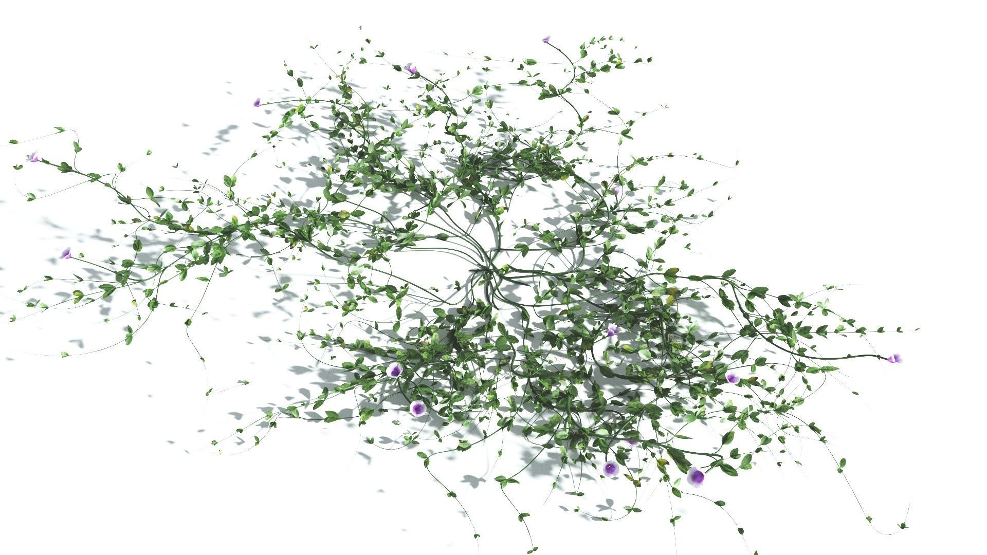 EVERYPlant Beach Morning Glory 3 --14 Models-- 3D model_25