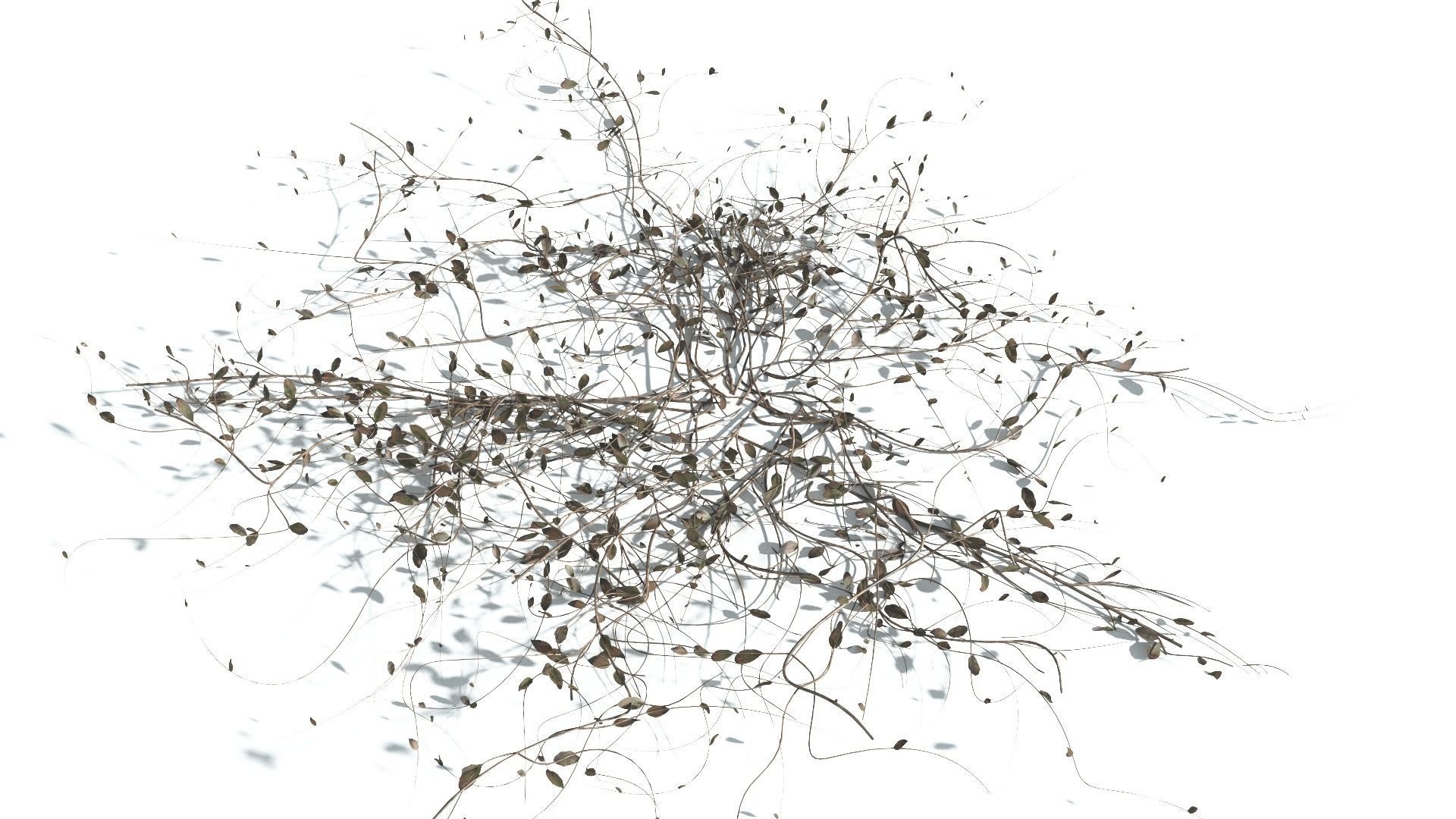 EVERYPlant Beach Morning Glory 3 --14 Models-- 3D model_13