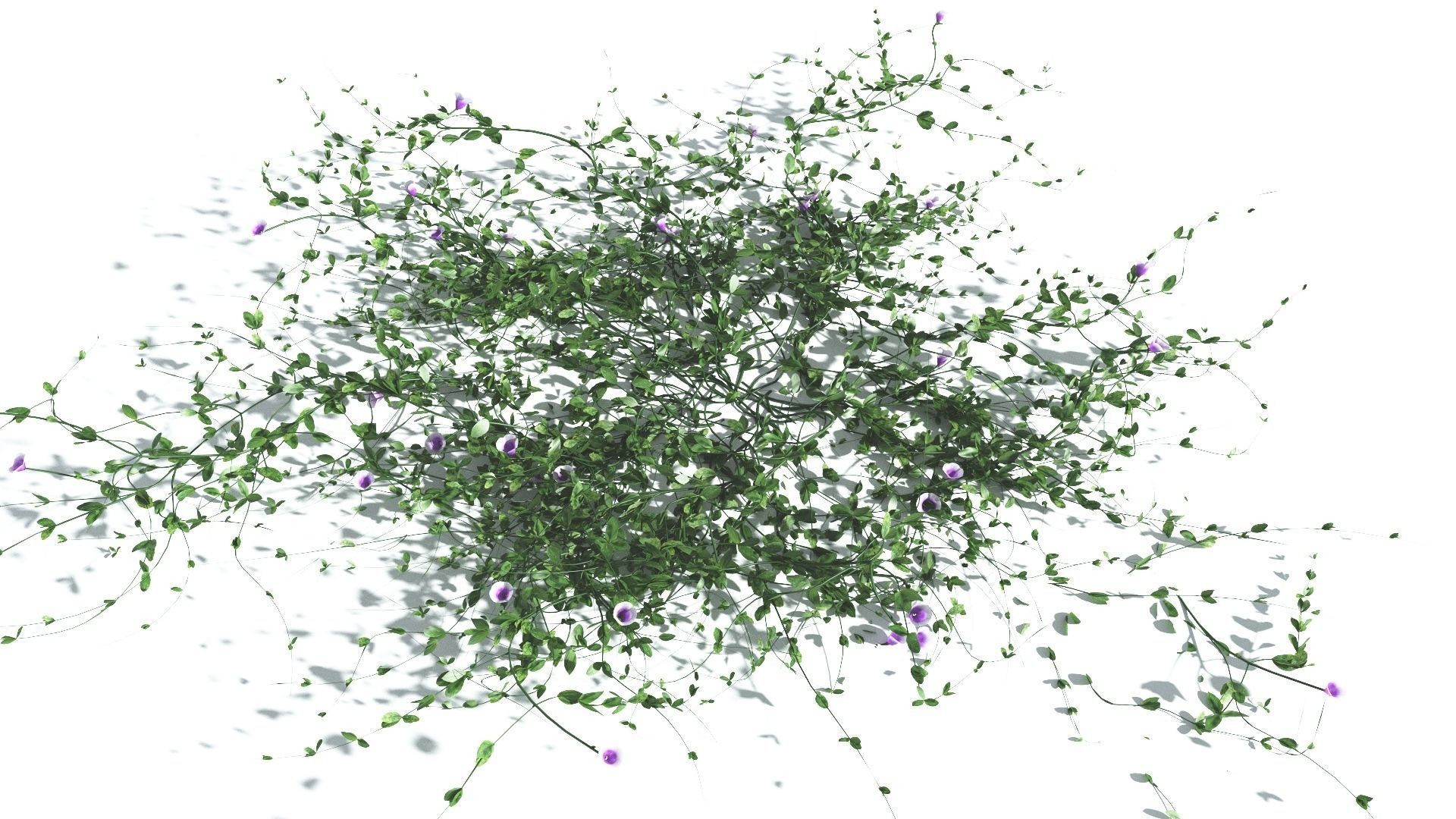 EVERYPlant Beach Morning Glory 3 --14 Models-- 3D model_7