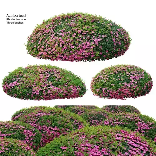 Azalea Bush 02