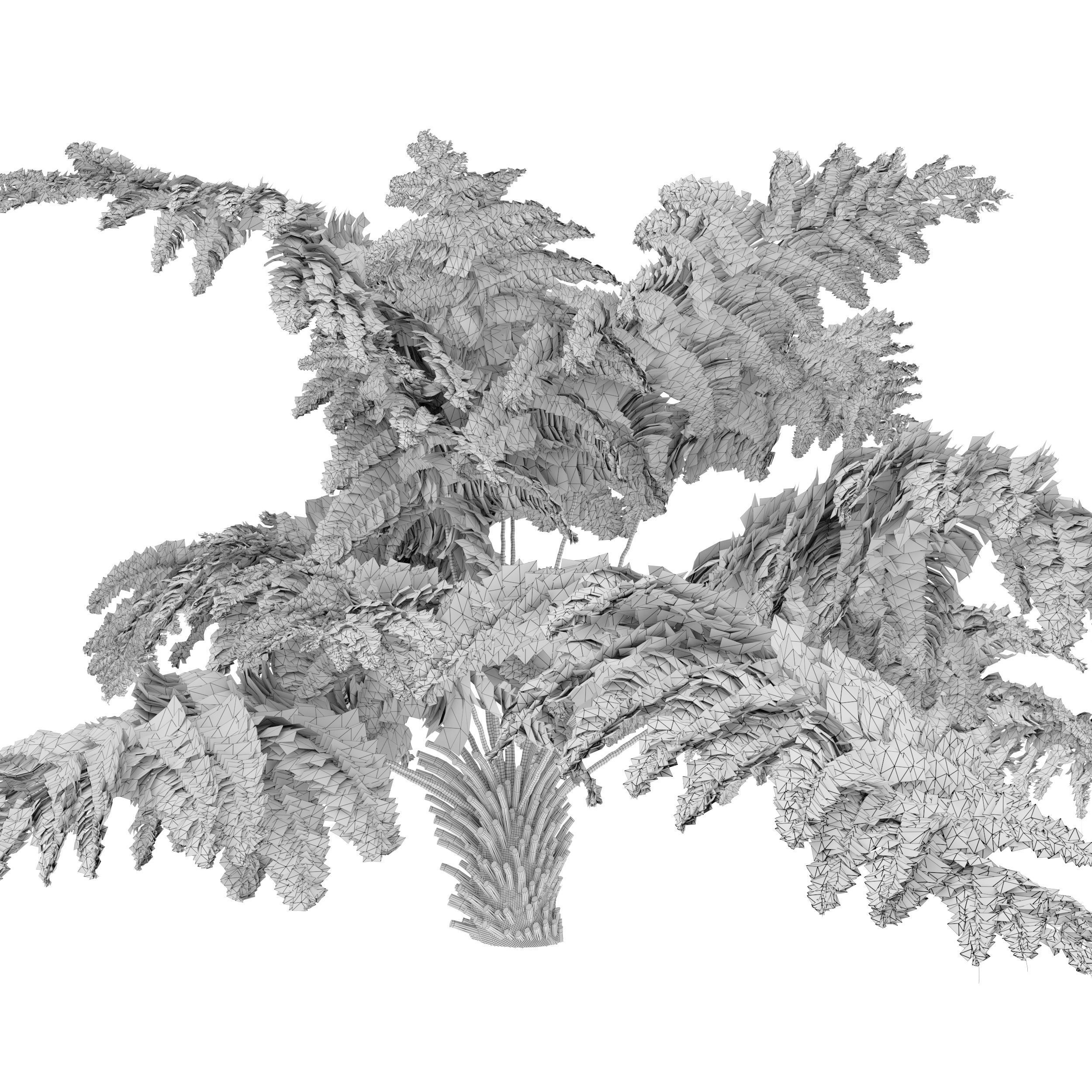 Tree fern 04 3D model_4