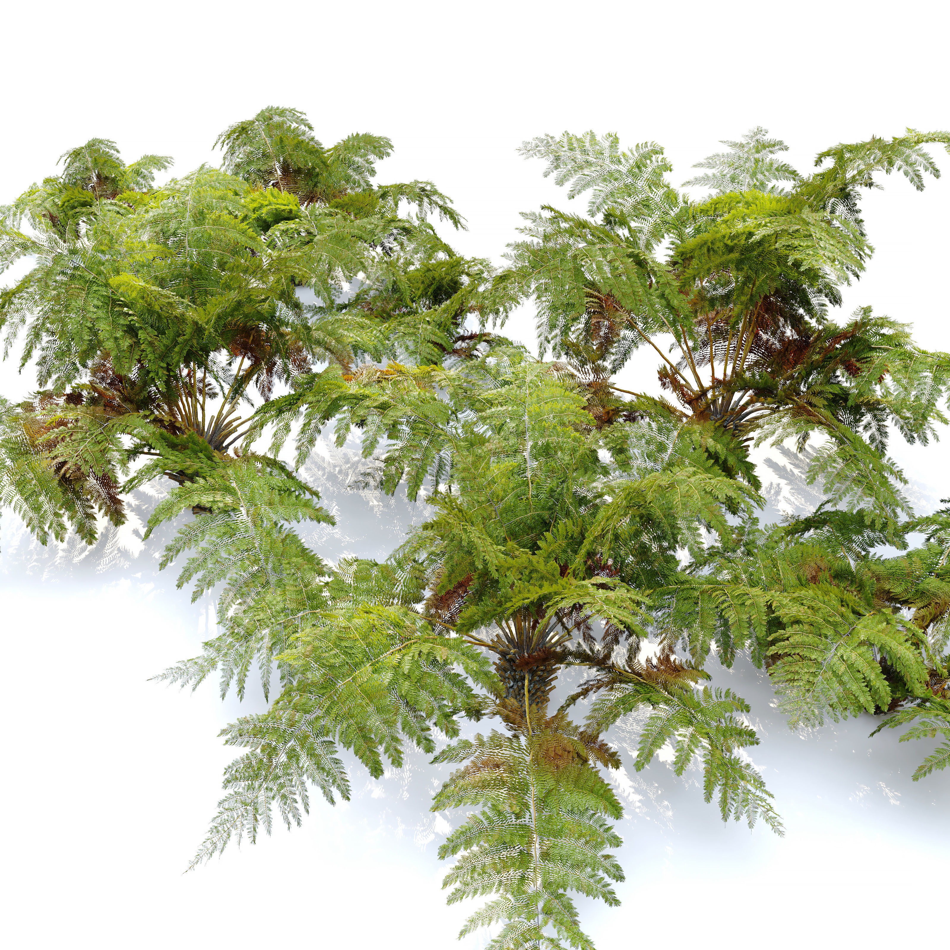 Tree fern 04 3D model_1
