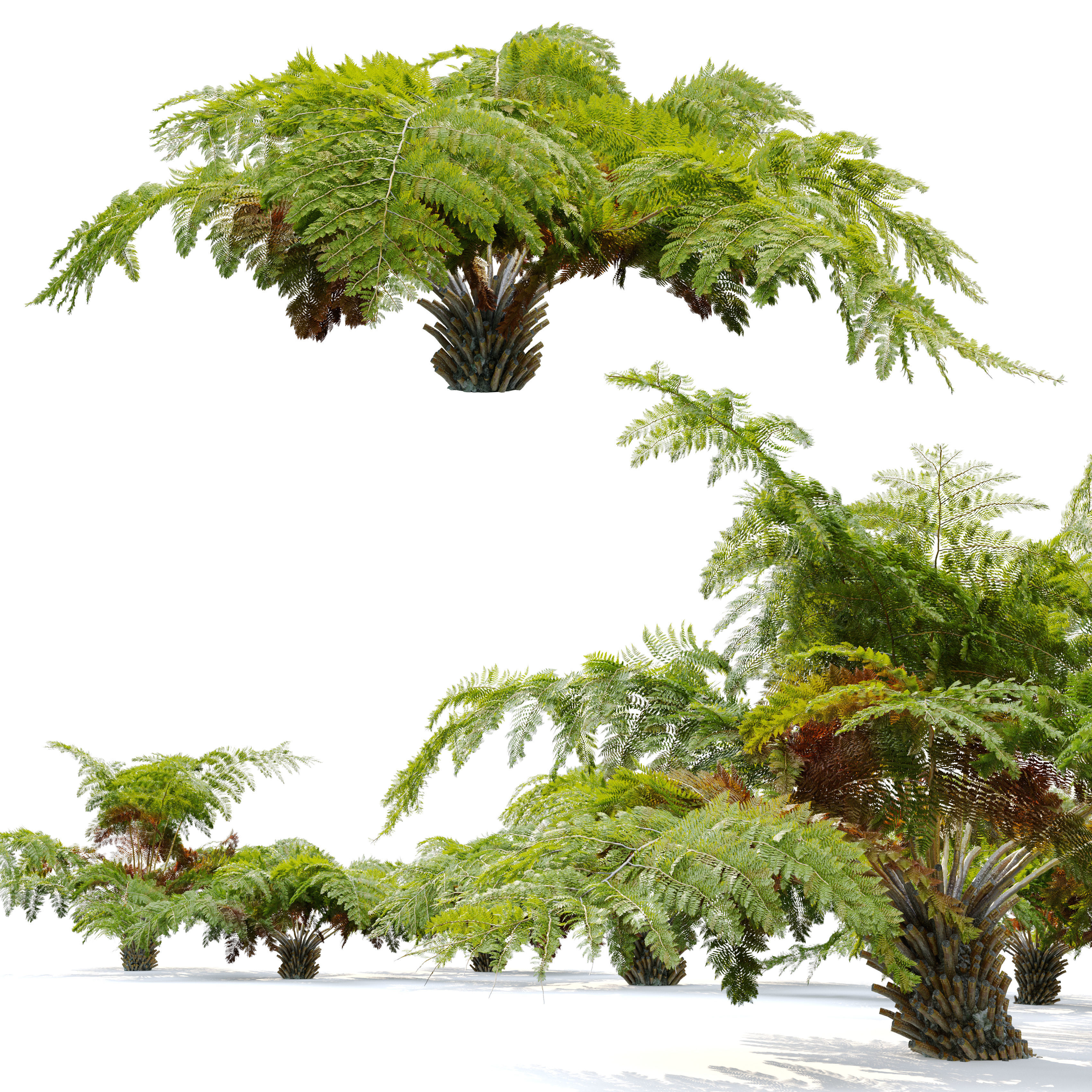 Tree fern 04 3D model_2