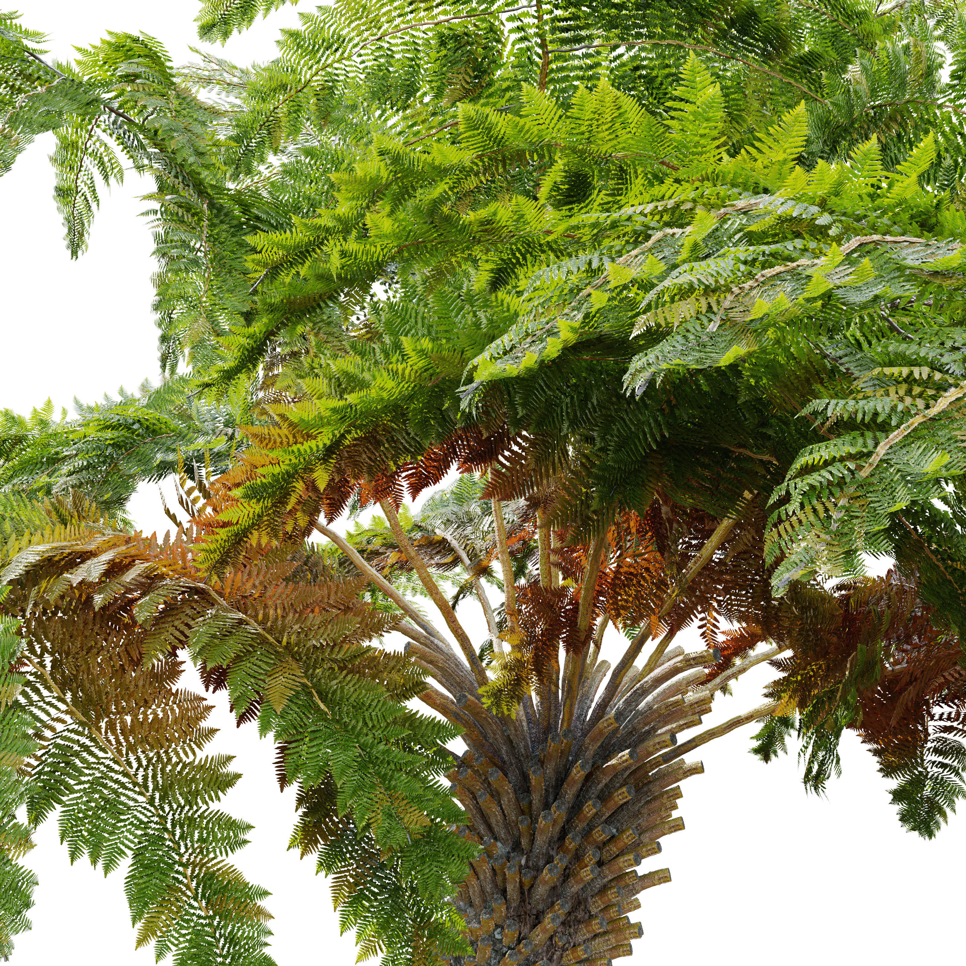 Tree fern 04 3D model_3