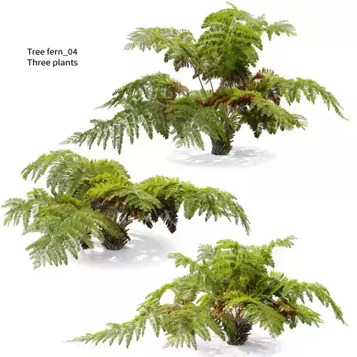 Tree fern 04 3D model