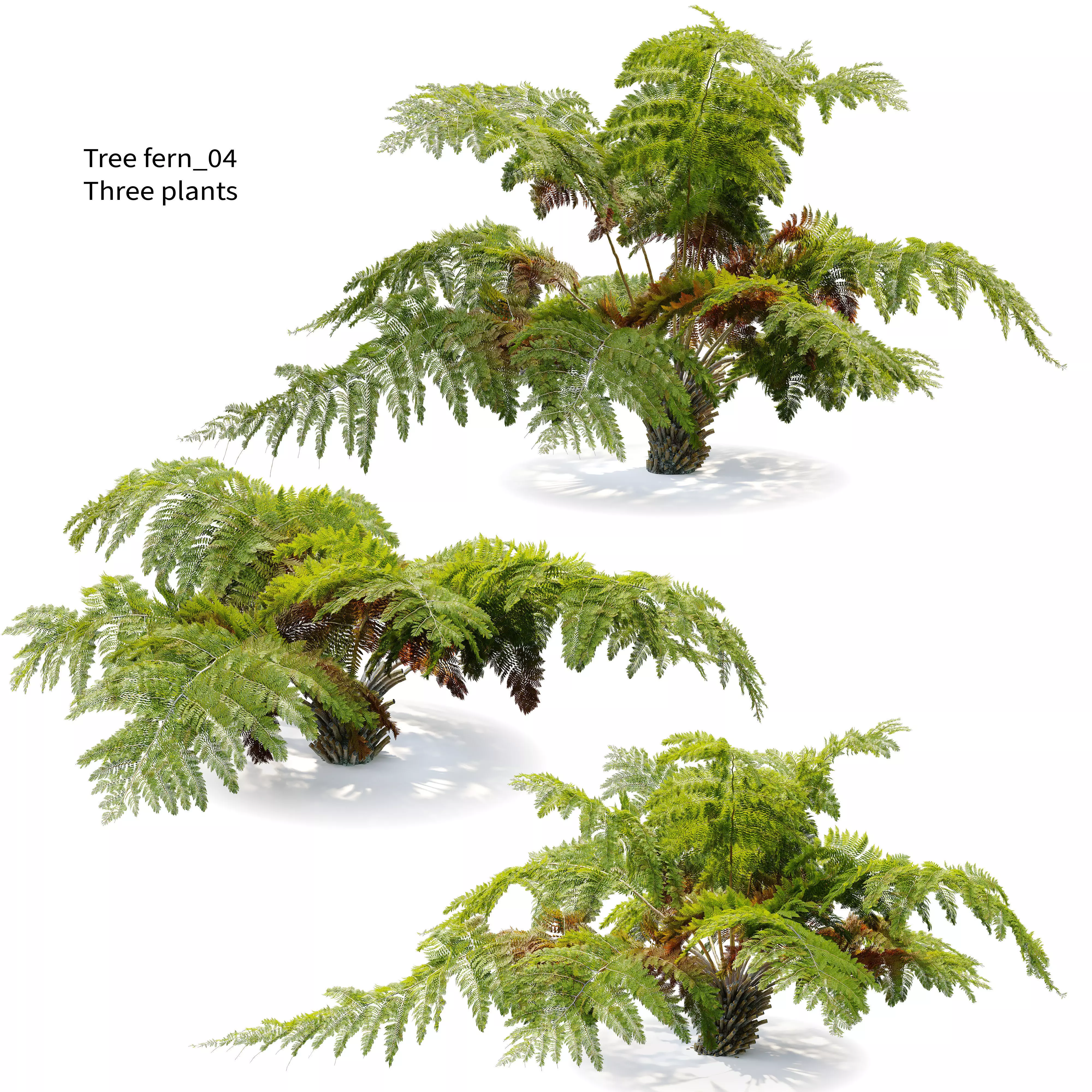 Tree fern 04 3D model_0