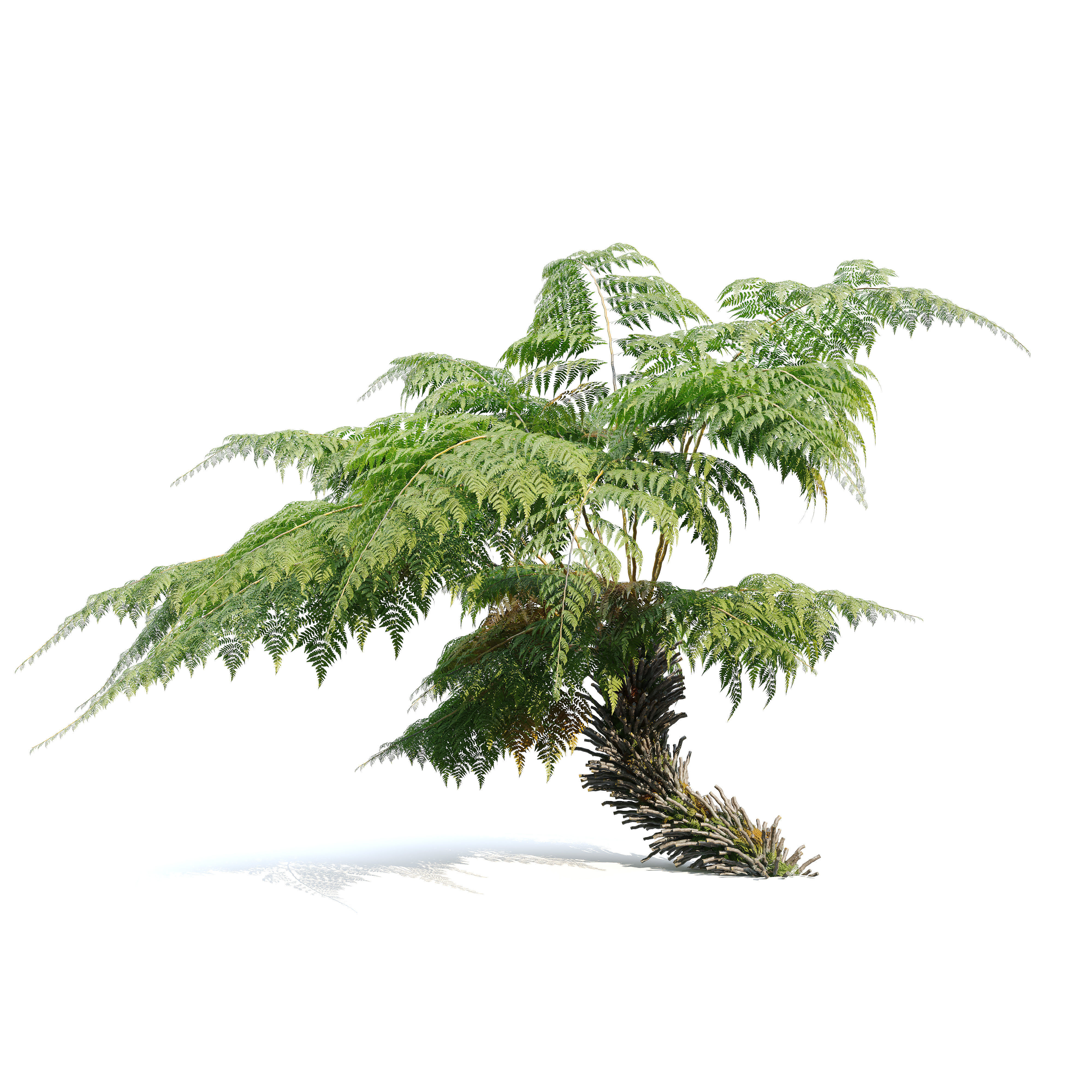 Tree fern 05 3D model_1