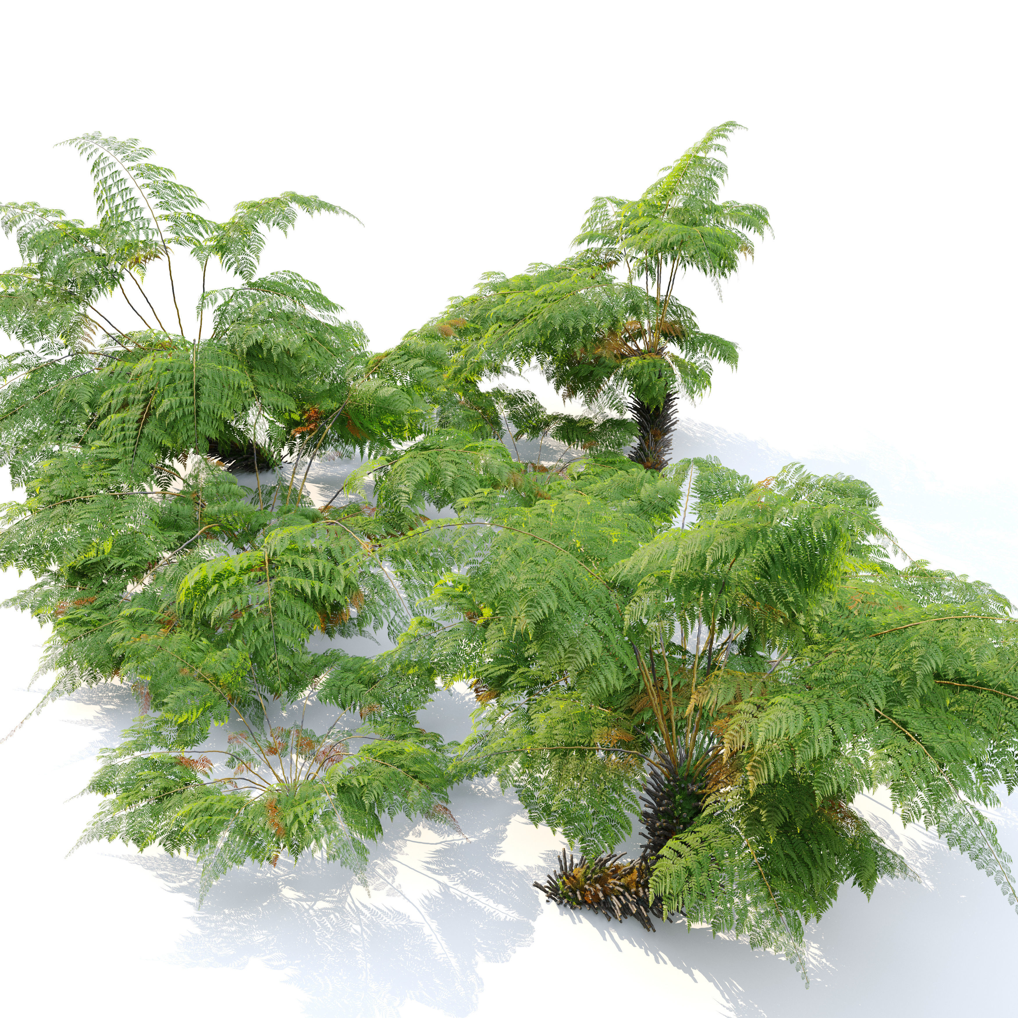 Tree fern 05 3D model_3