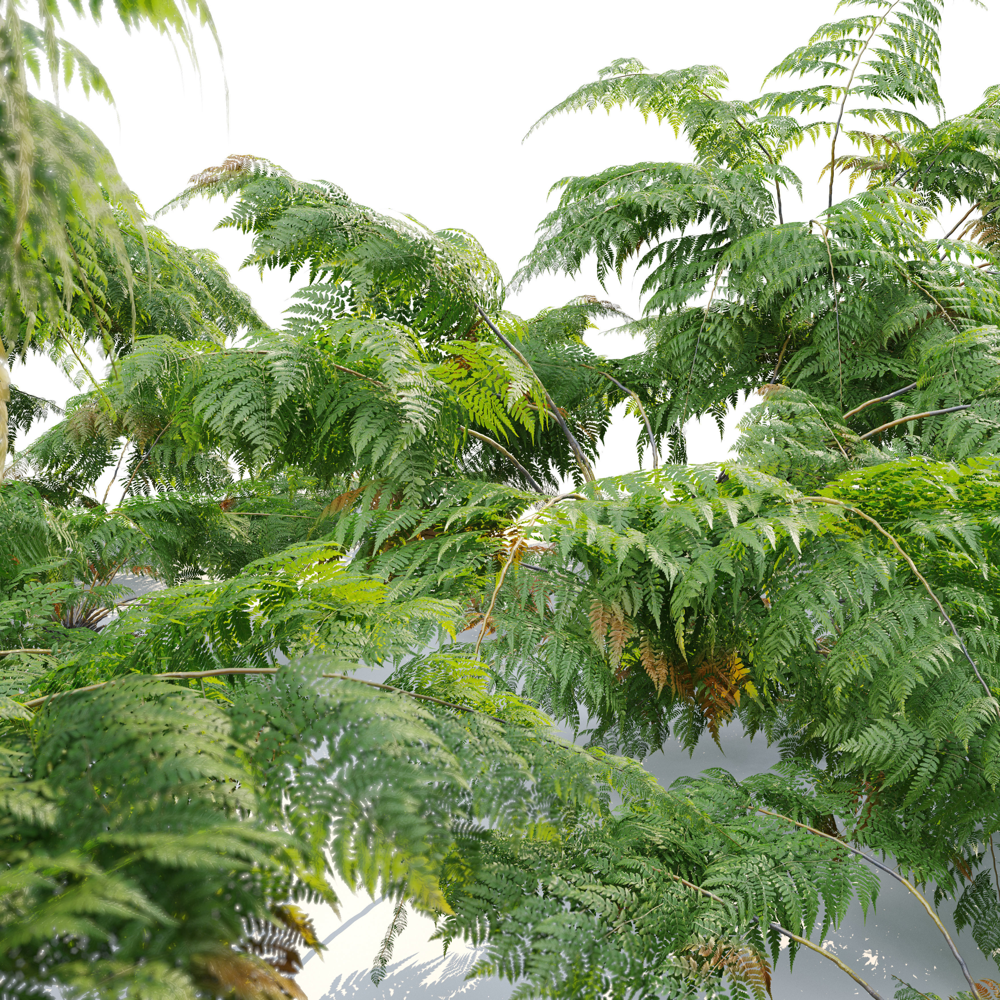 Tree fern 05 3D model_4