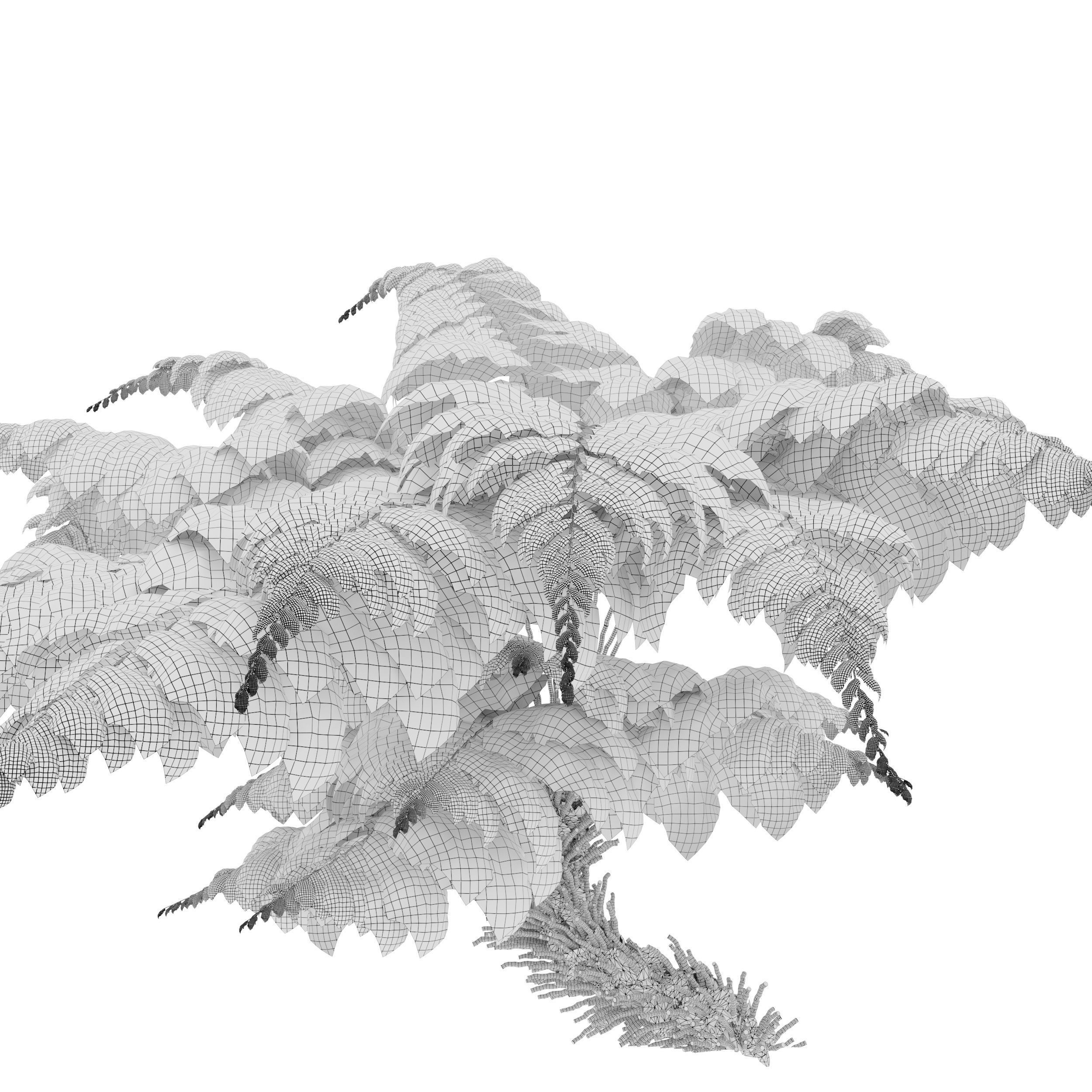 Tree fern 05 3D model_5