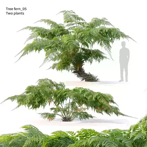 Tree fern 05 3D model