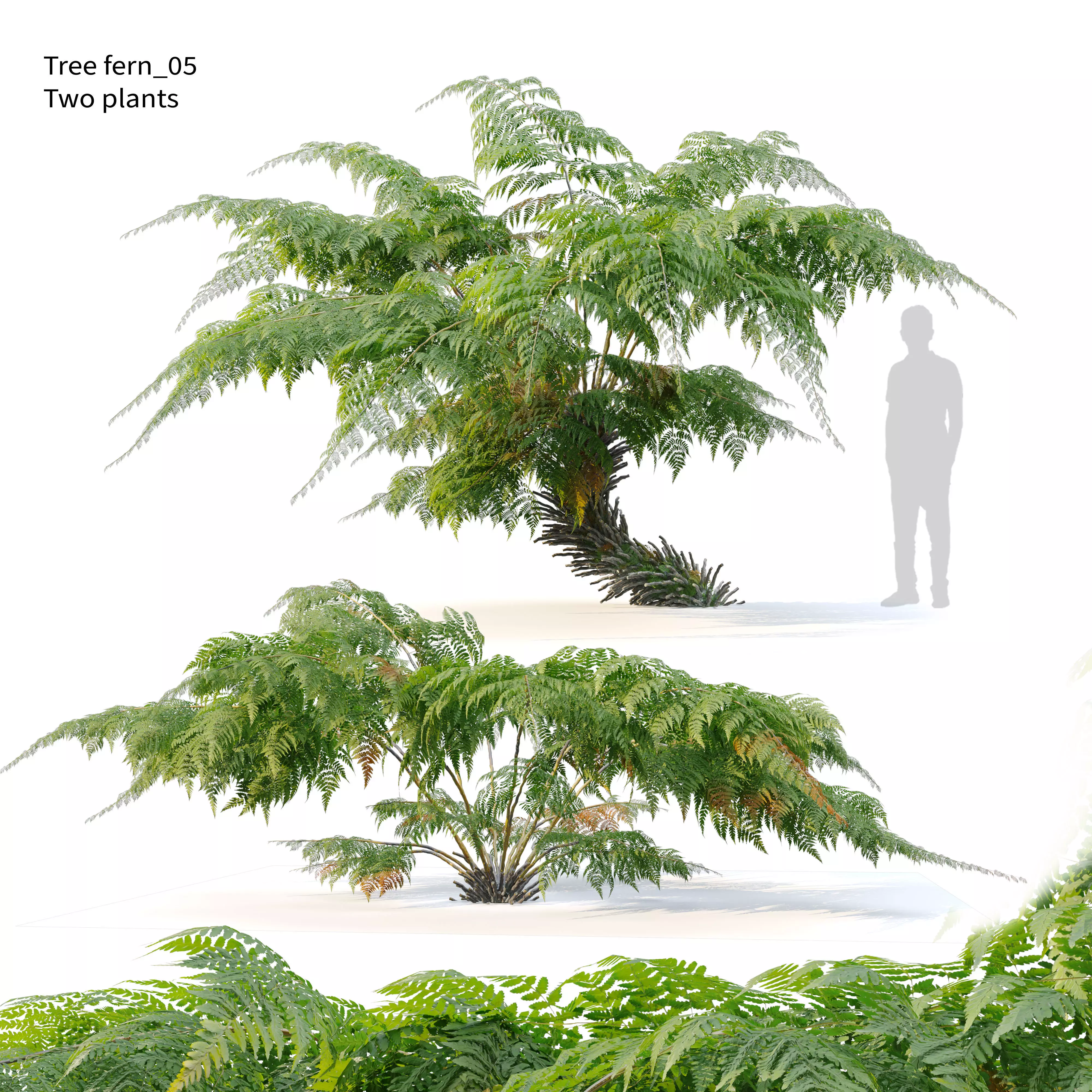 Tree fern 05 3D model_0