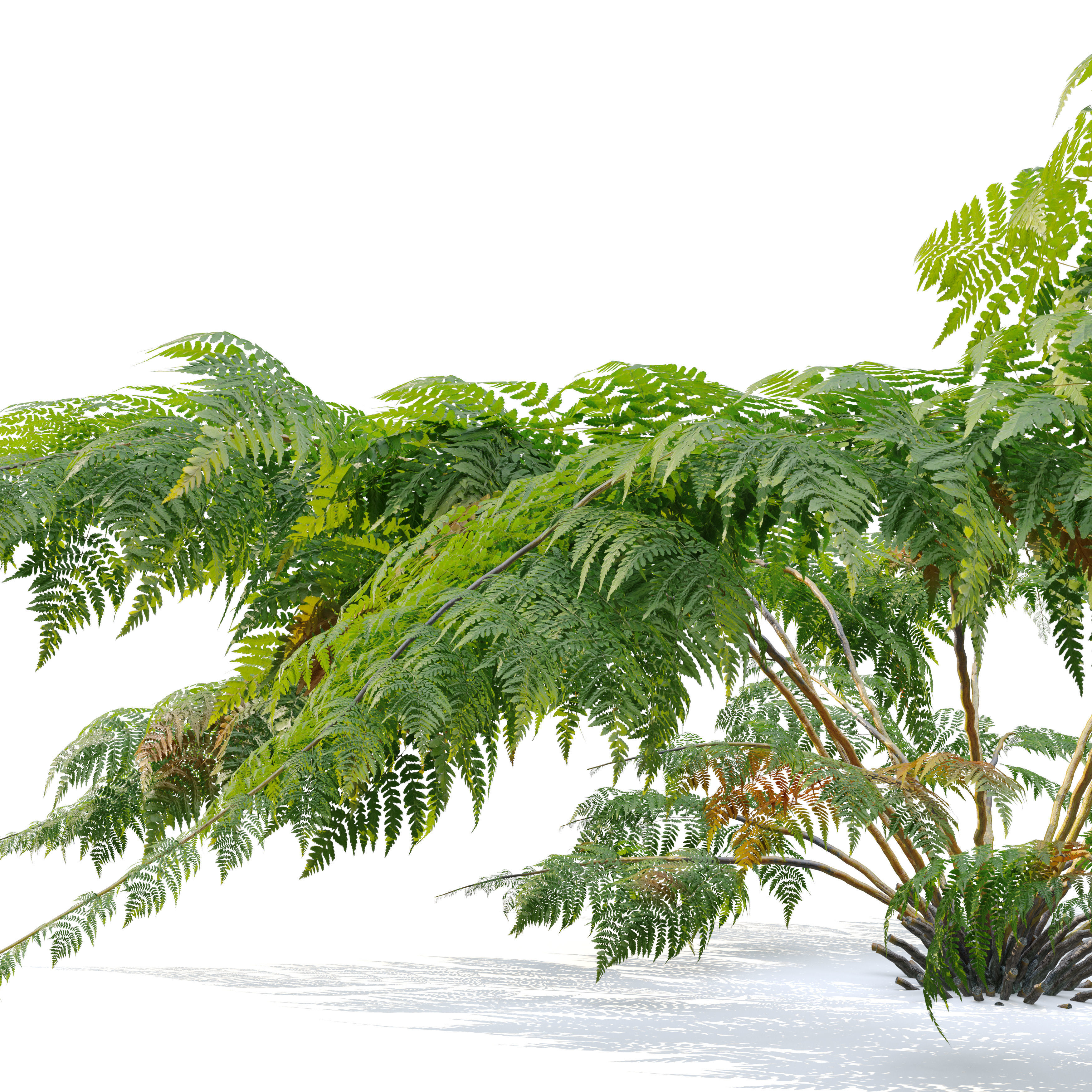 Tree fern 05 3D model_2