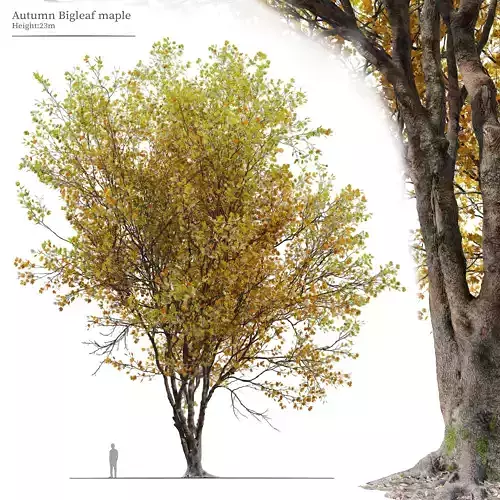 Autumn Acer macrophyllum 02