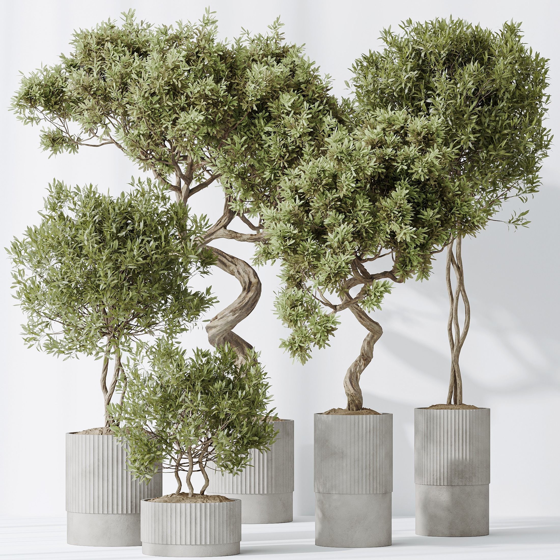 Indoor plants set 88 Mission Kalamata Leccino 3D model_1