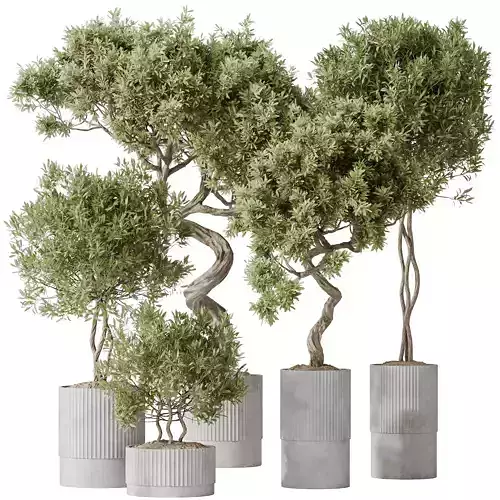 Indoor plants set 88 Mission Kalamata Leccino 3D model