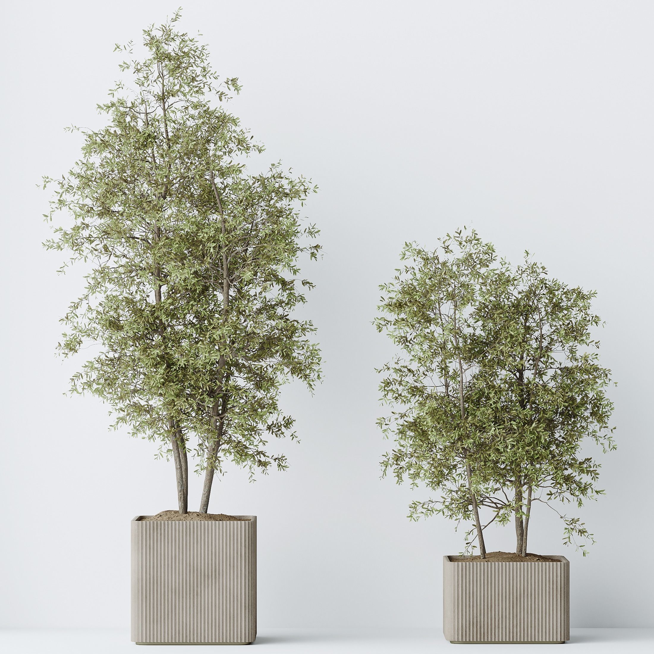 indoor plants set 93 Mission Kalamata Leccino Arbequina 3D model_2