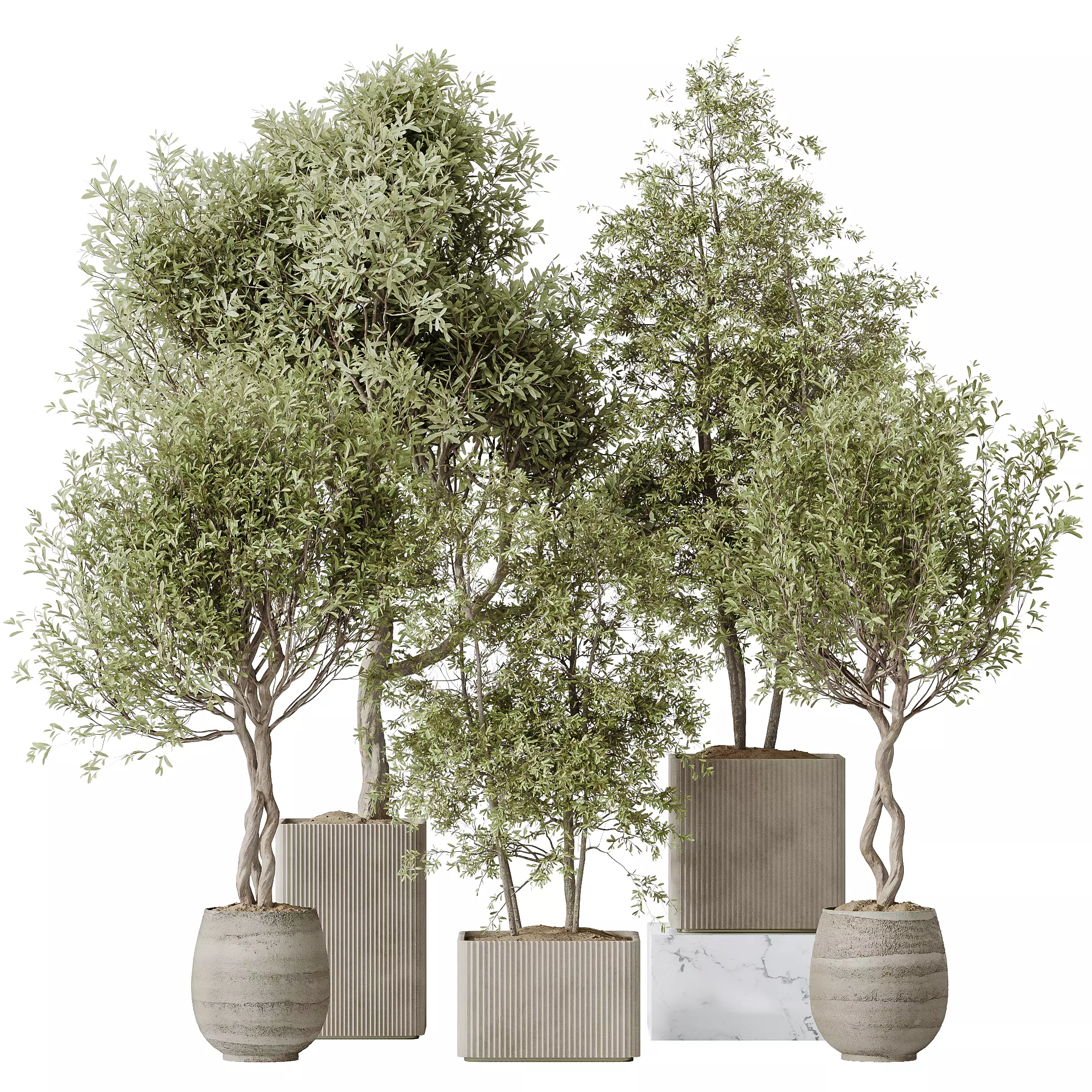 indoor plants set 93 Mission Kalamata Leccino Arbequina 3D model_0