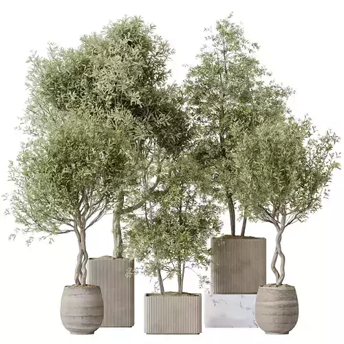 indoor plants set 93 Mission Kalamata Leccino Arbequina 3D model