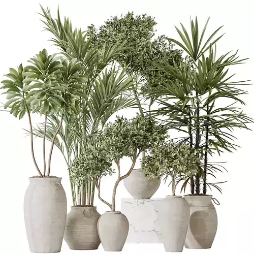Indoor plants set 87 Mission Olive and Areca Reed Palm 3D model