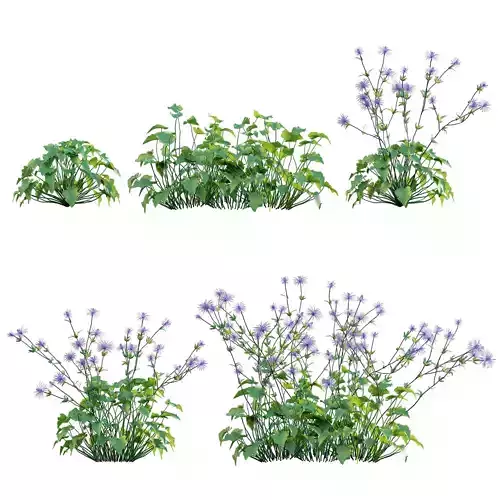 Eryngium alpinum - Sea Holly