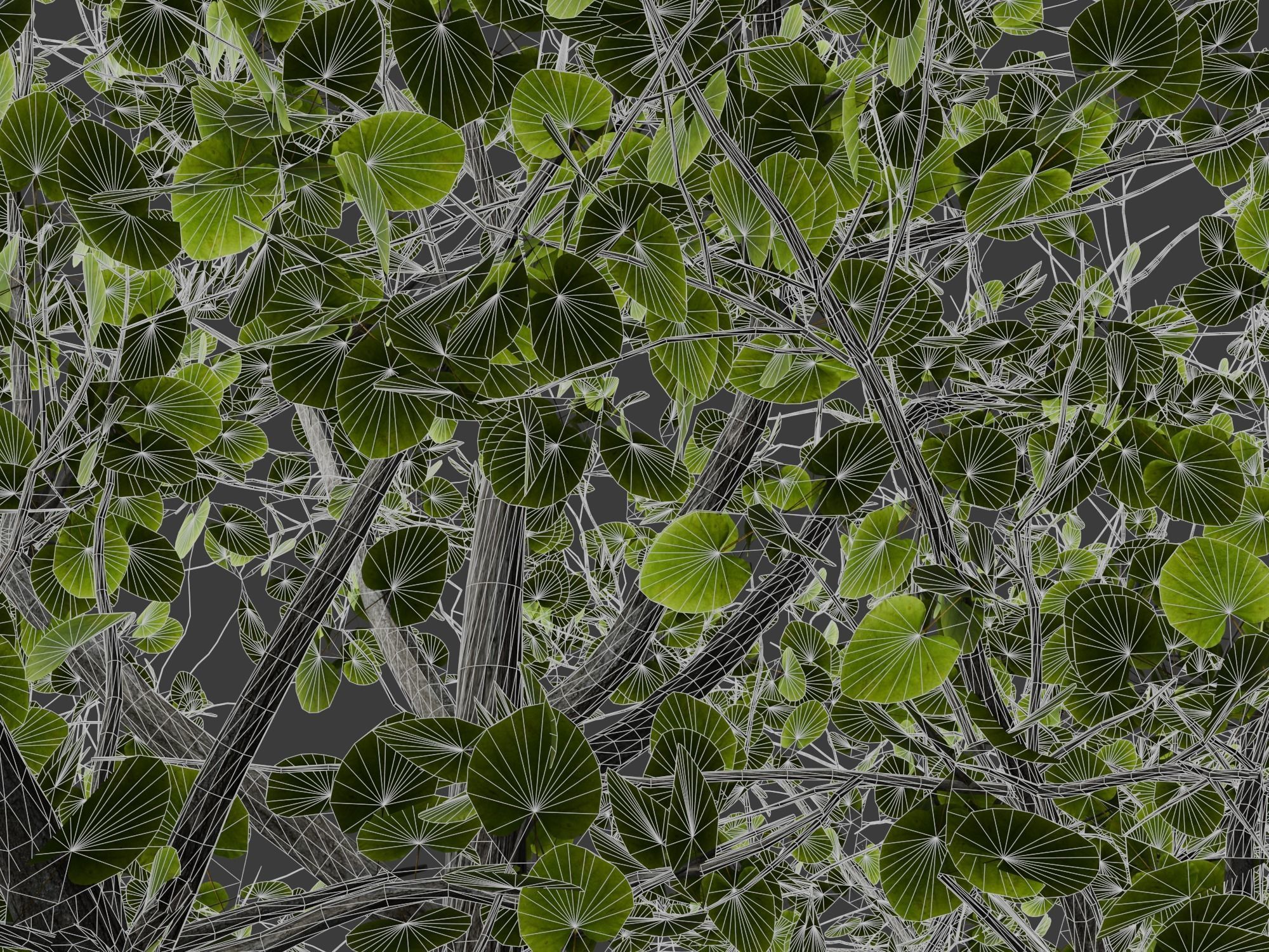 Broadleaf tree SpeedTree 3D model_3