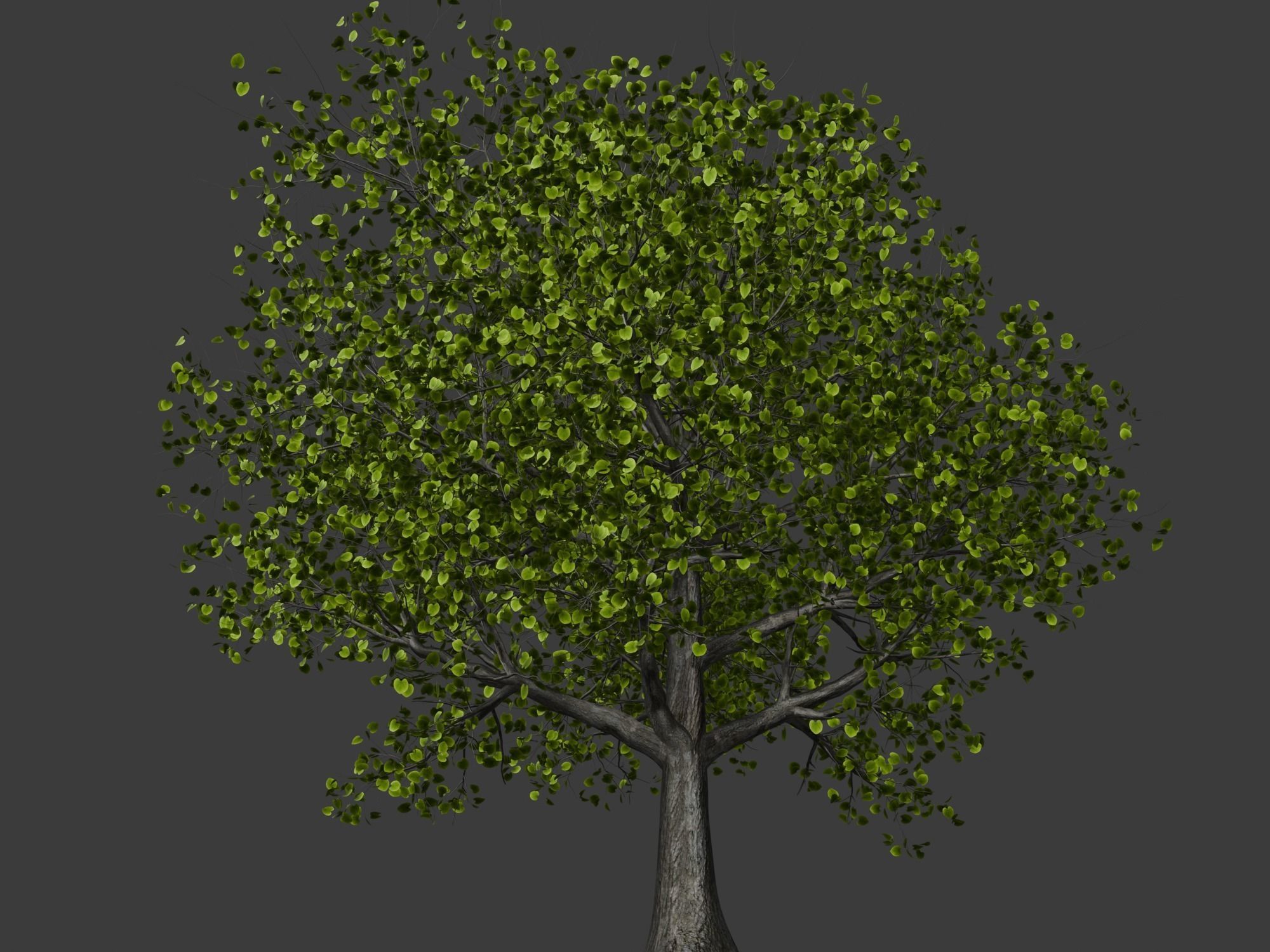 Broadleaf tree SpeedTree 3D model_2