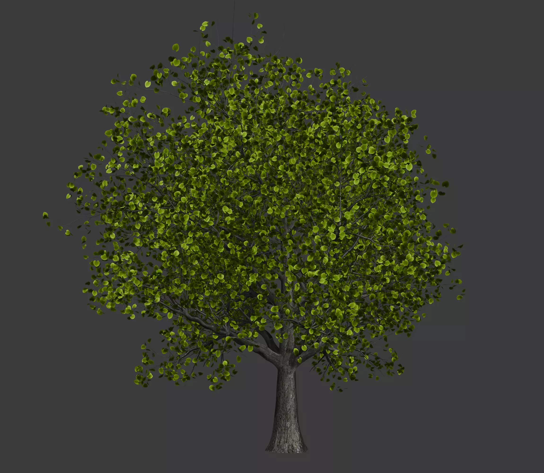 Broadleaf tree SpeedTree 3D model_0