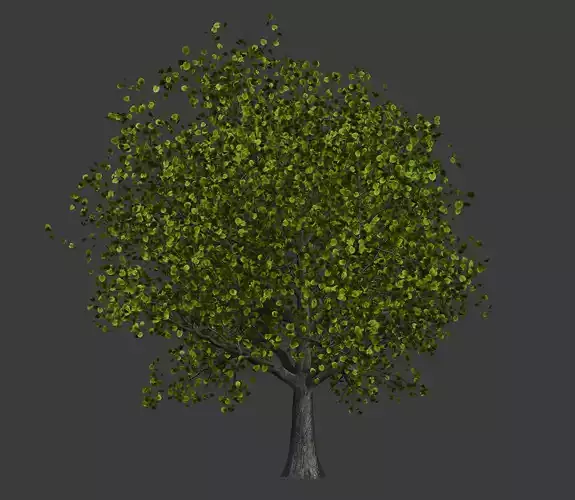 Broadleaf tree SpeedTree 3D model