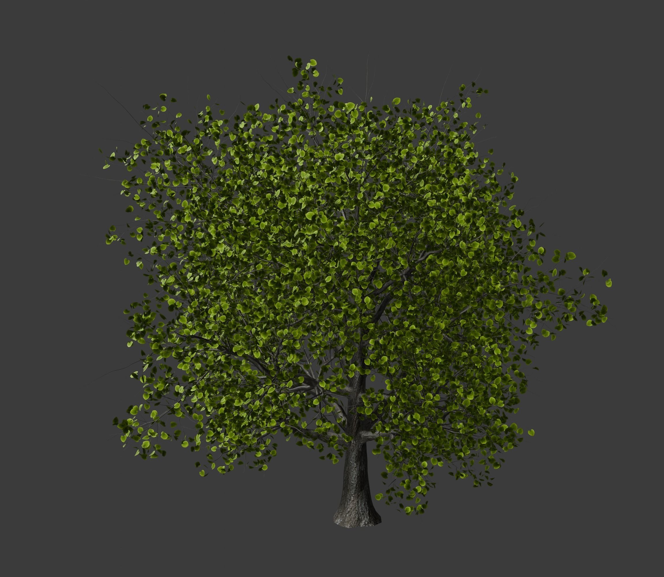 Broadleaf tree SpeedTree 3D model_1