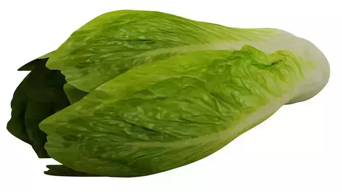 Lettuce 3D model