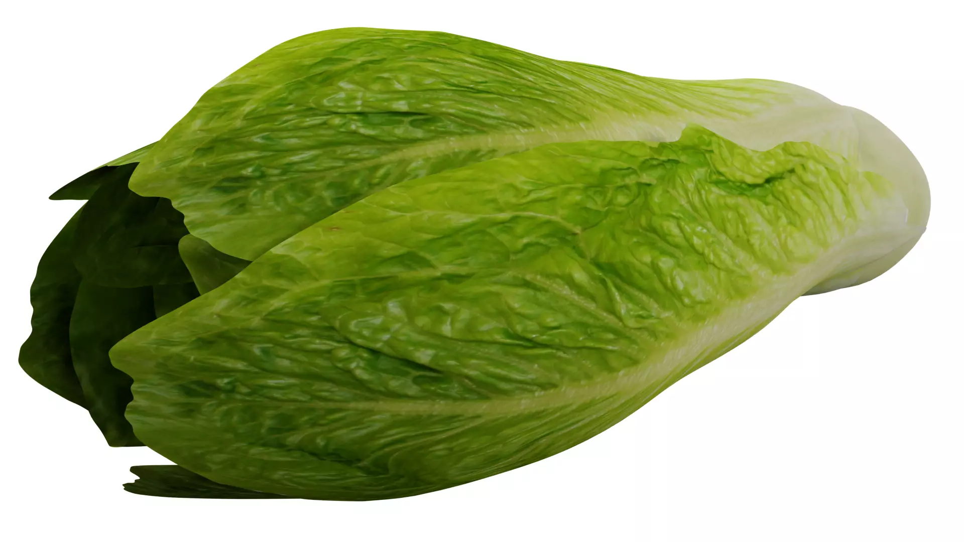Lettuce 3D model_0